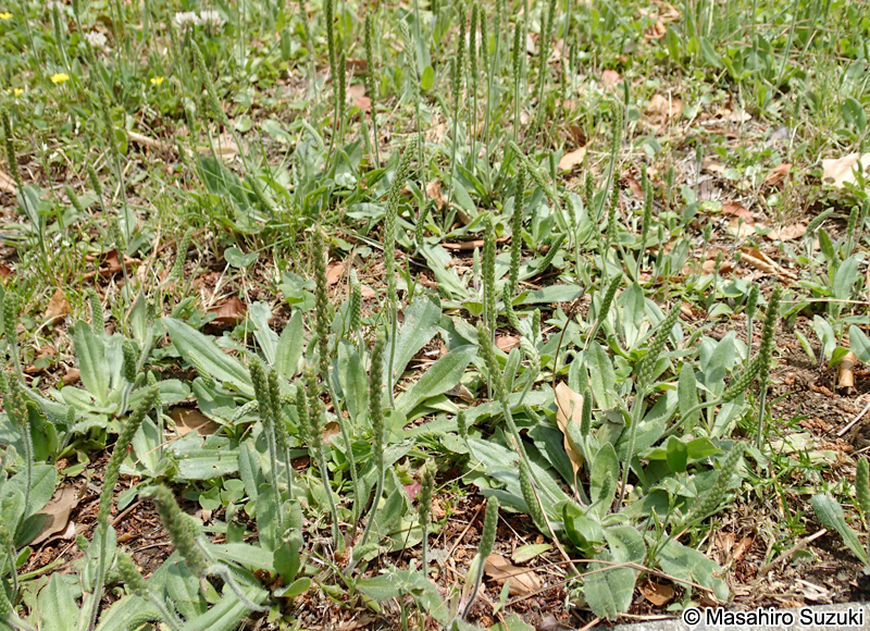 オオバコ Plantago asiatica