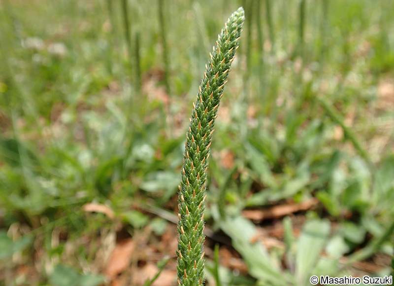 オオバコ Plantago asiatica
