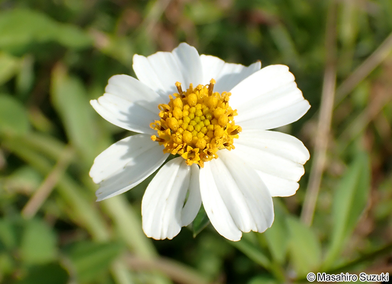 オオバナノセンダングサの花