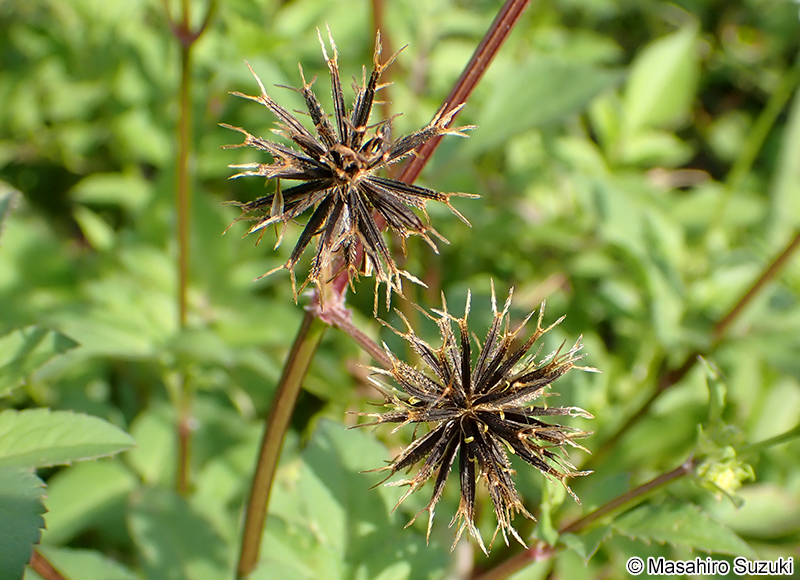 オオバナノセンダングサの果実