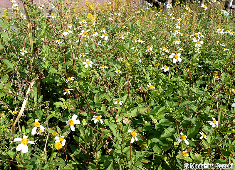 オオバナノセンダングサ Bidens pilosa var. radiata