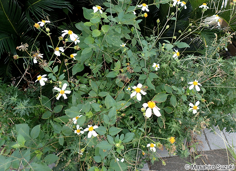 オオバナノセンダングサ Bidens pilosa var. radiata