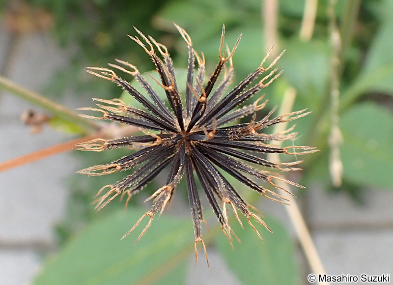 オオバナノセンダングサの果実