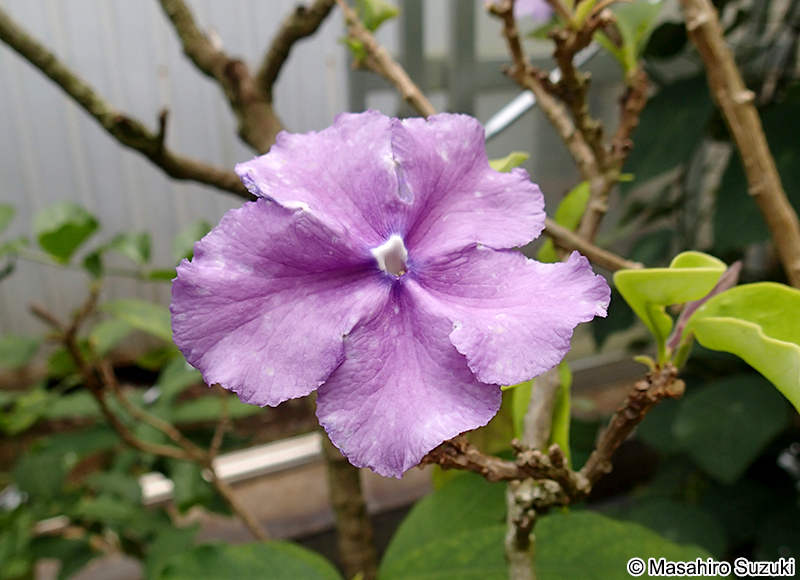 オオバンマツリ Brunfelsia calycina