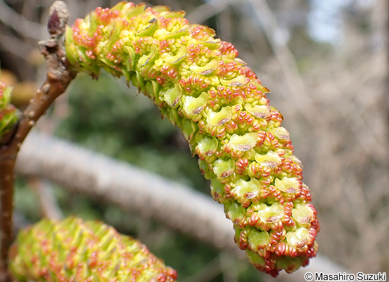 オオバヤシャブシ Alnus sieboldiana