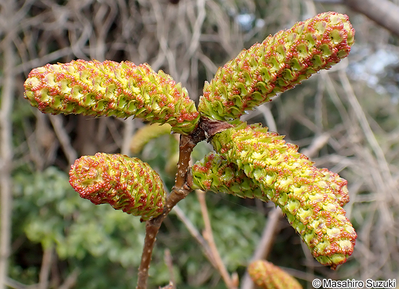 オオバヤシャブシ Alnus sieboldiana