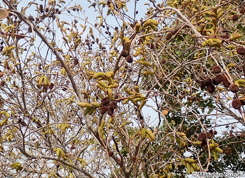 オオバヤシャブシ Alnus sieboldiana