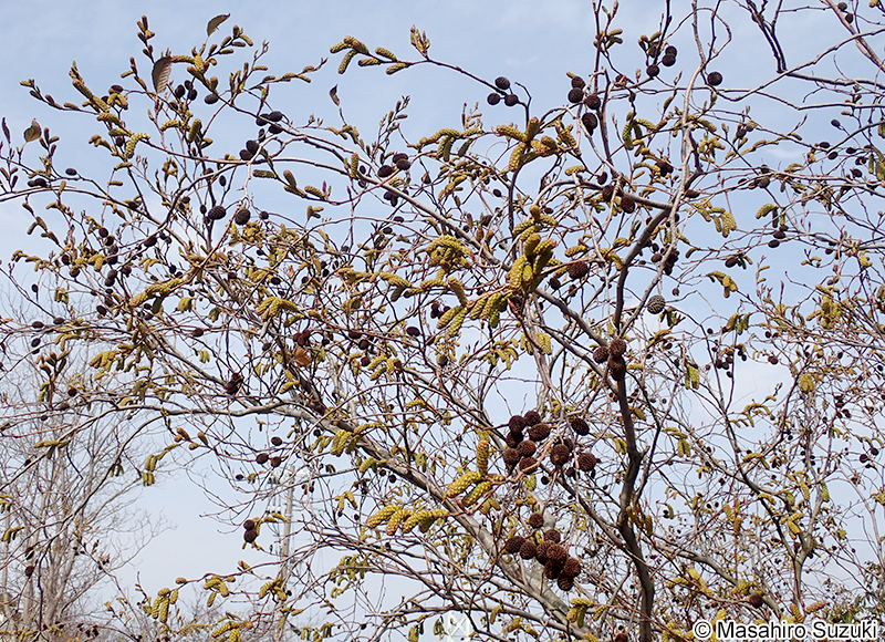 オオバヤシャブシ Alnus sieboldiana