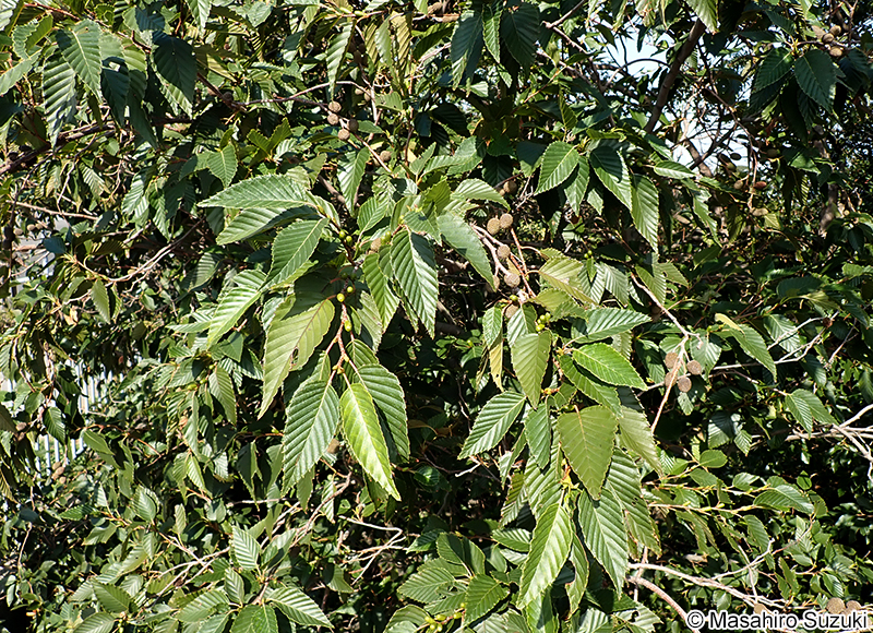 オオバヤシャブシ Alnus sieboldiana