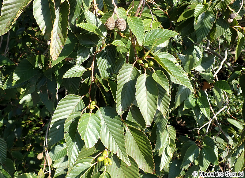 オオバヤシャブシ Alnus sieboldiana