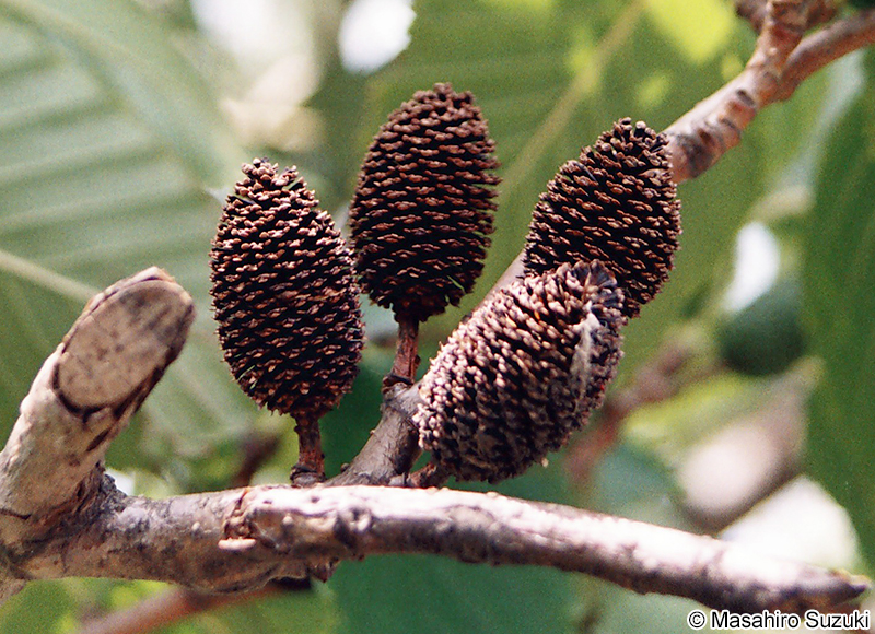 オオバヤシャブシの果実