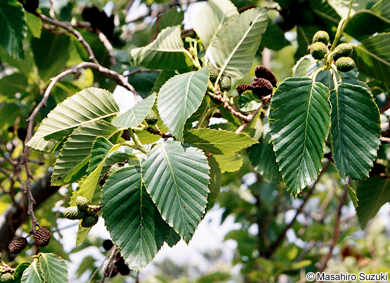 オオバヤシャブシ Alnus sieboldiana