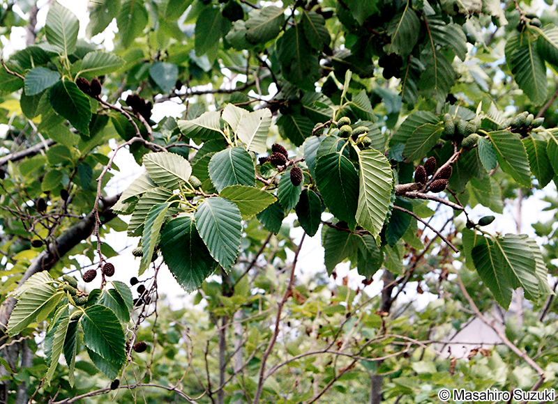 オオバヤシャブシ Alnus sieboldiana