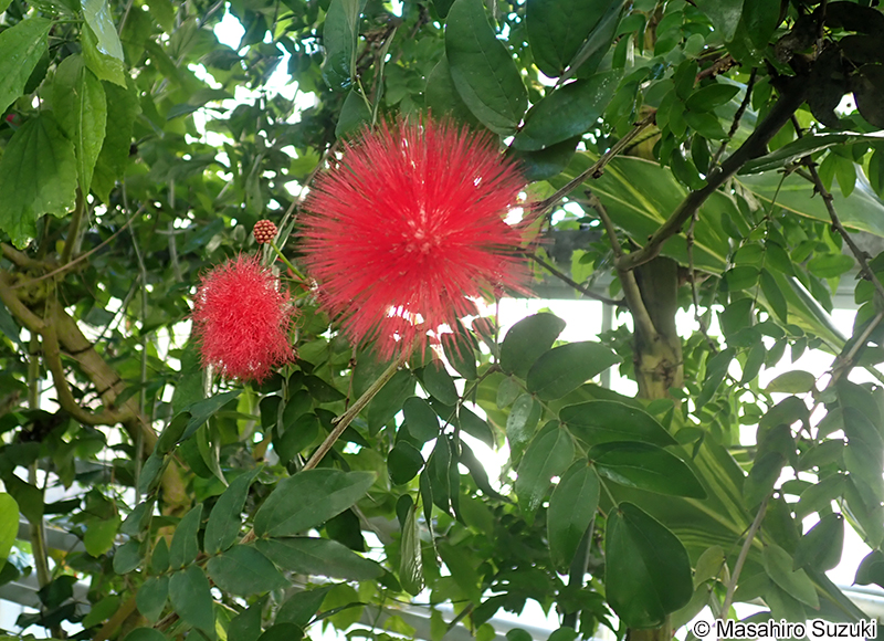 オオベニゴウカン Calliandra haematocephala