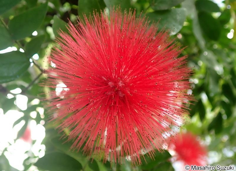 オオベニゴウカン Calliandra haematocephala