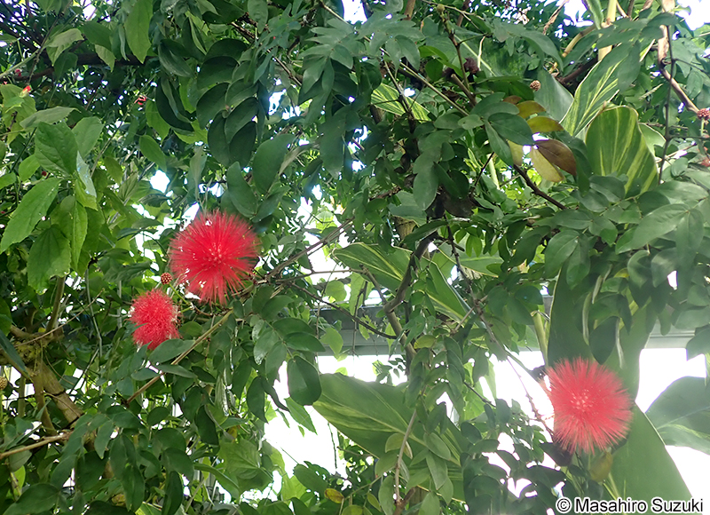 オオベニゴウカン Calliandra haematocephala