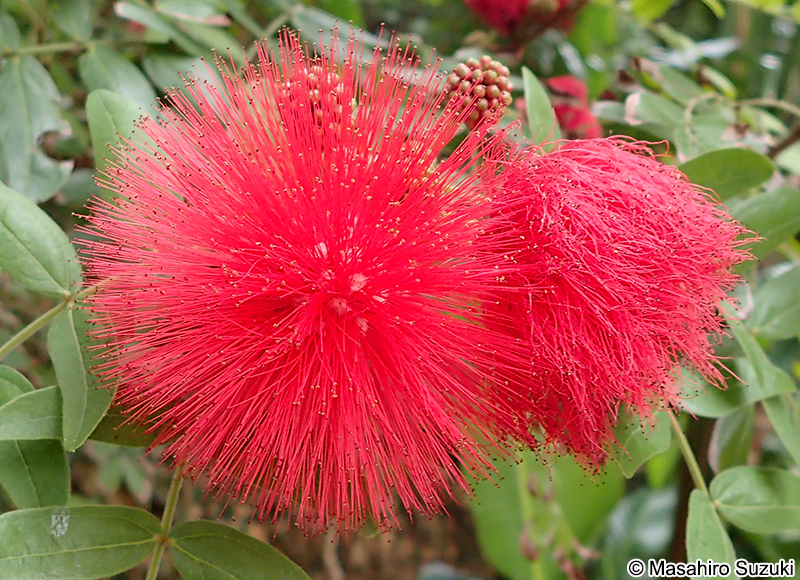オオベニゴウカン Calliandra haematocephala