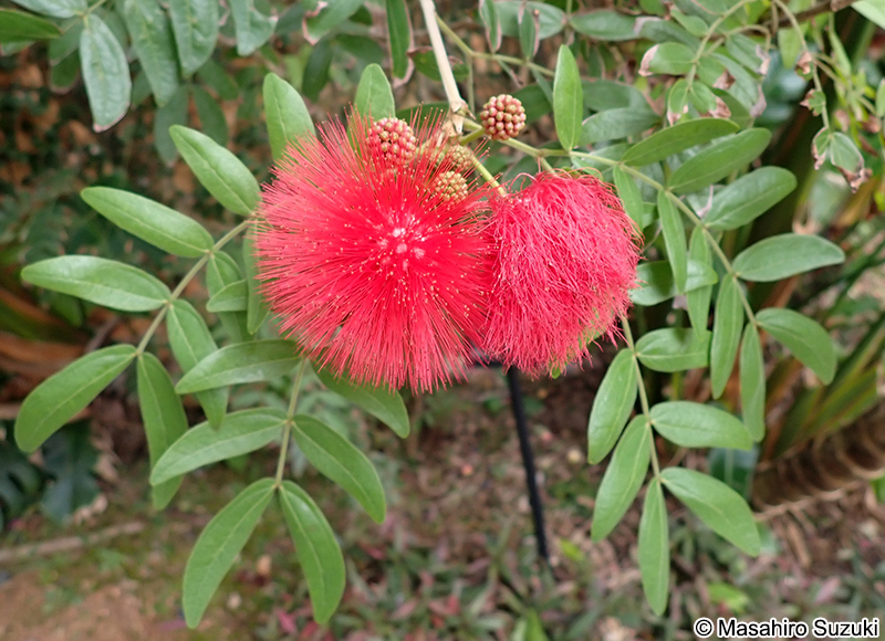 オオベニゴウカン Calliandra haematocephala