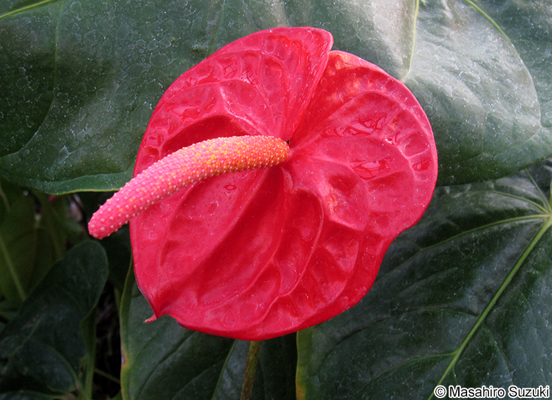 オオベニウチワ Anthurium andreanum