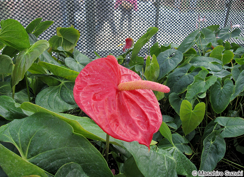 オオベニウチワ Anthurium andreanum