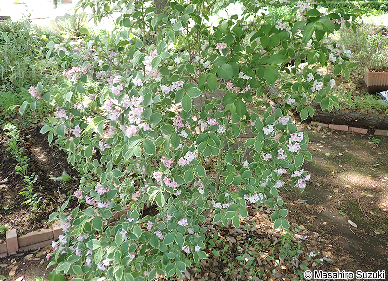 オオベニウツギ Weigela florida