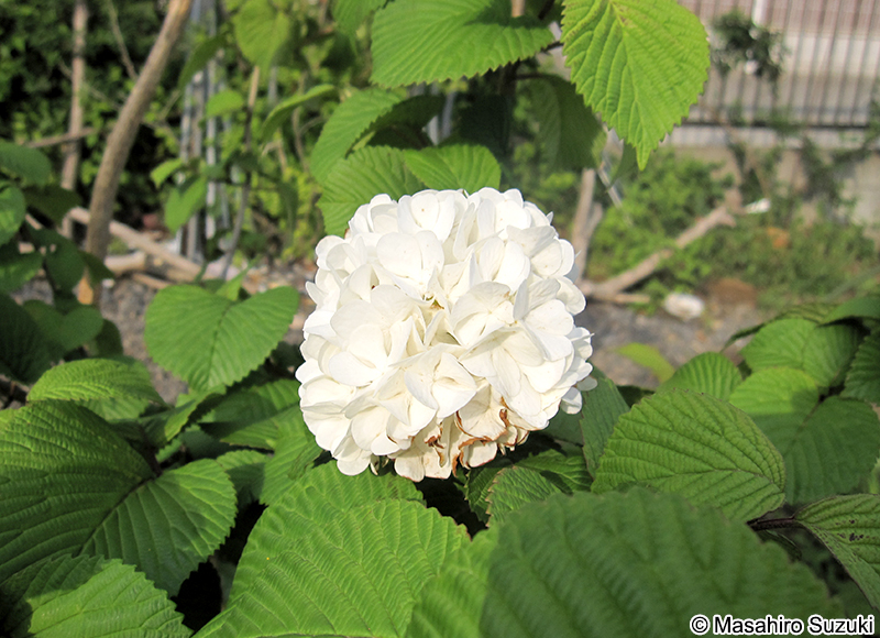オオデマリ Viburnum plicatum
