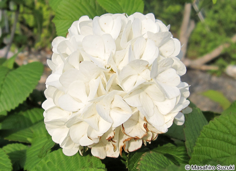 オオデマリ Viburnum plicatum