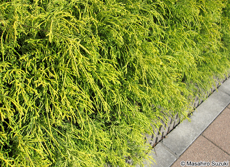 オウゴンヒヨクヒバ Chamaecyparis pisifera 'Filifera Aurea'