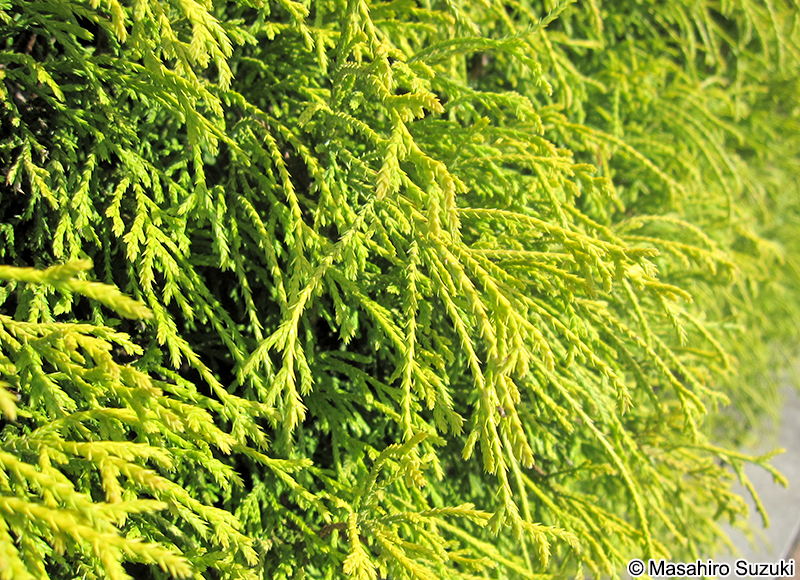 オウゴンヒヨクヒバ Chamaecyparis pisifera 'Filifera Aurea'