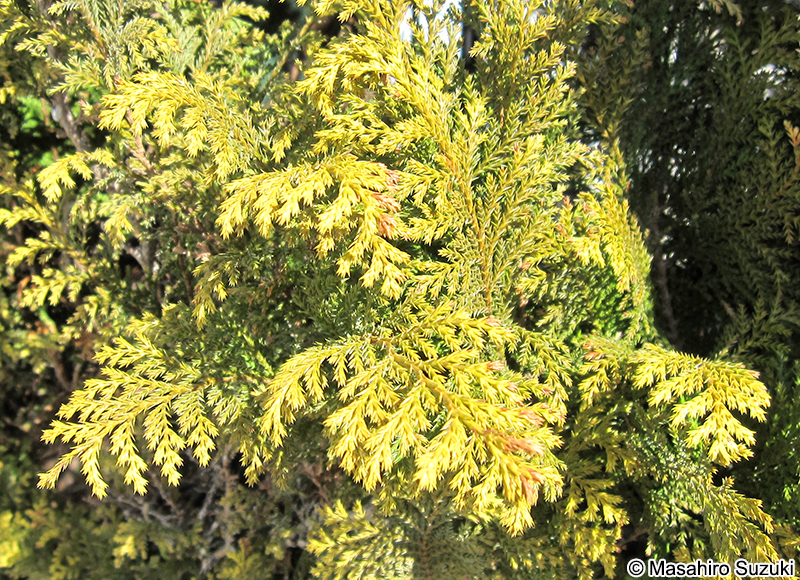 オウゴンシノブヒバ Chamaecyparis pisifera 'Plumosa Aurea'