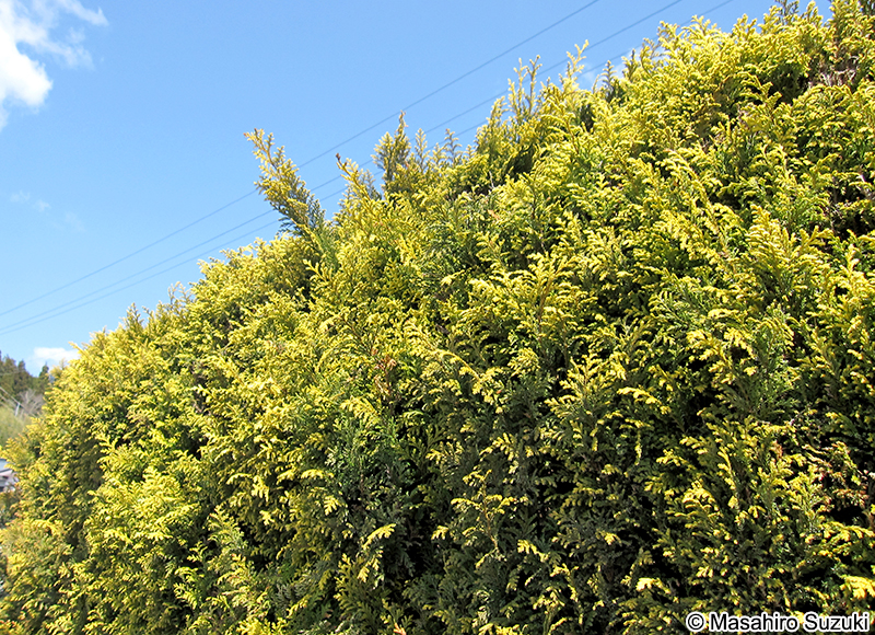 オウゴンシノブヒバ Chamaecyparis pisifera 'Plumosa Aurea'