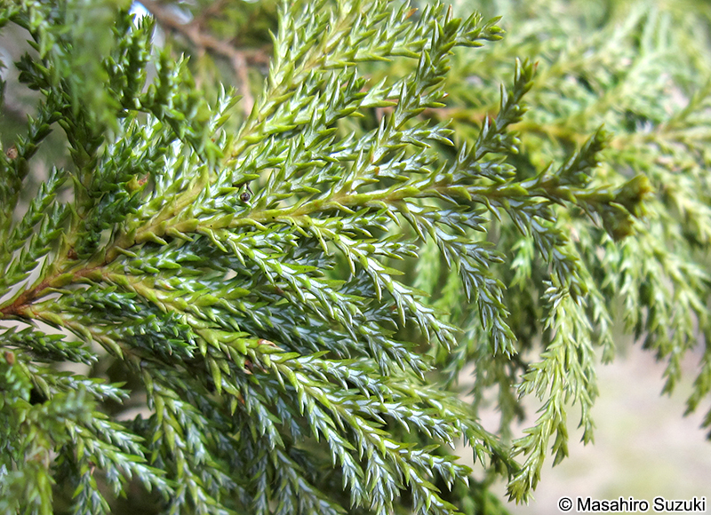オウゴンシノブヒバ Chamaecyparis pisifera 'Plumosa Aurea'