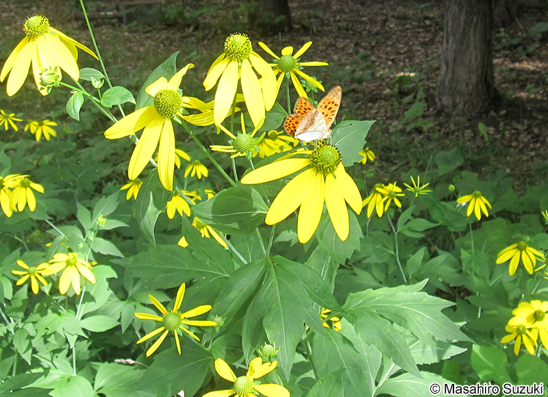 オオハンゴンソウ Rudbeckia laciniata