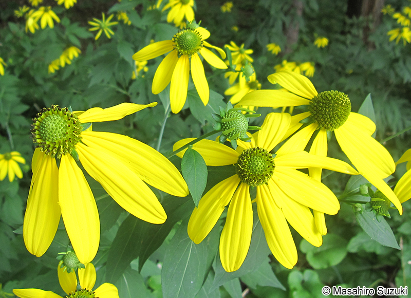 オオハンゴンソウ Rudbeckia laciniata