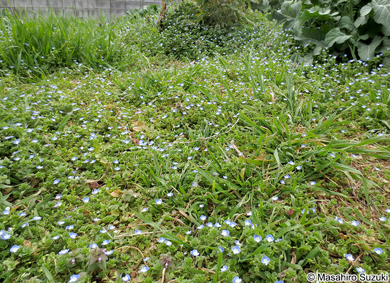 オオイヌノフグリ Veronica persica