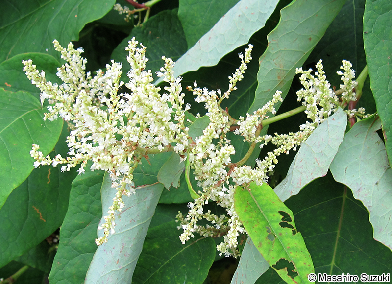 オオイタドリ Fallopia sachalinensis