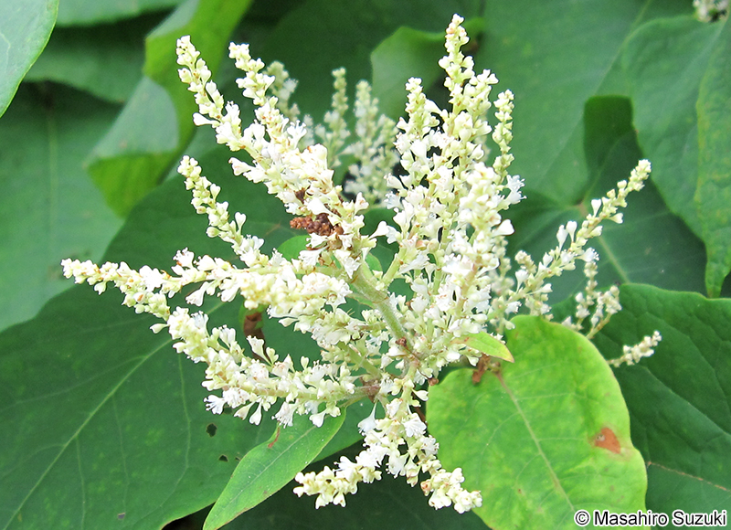 オオイタドリ Fallopia sachalinensis