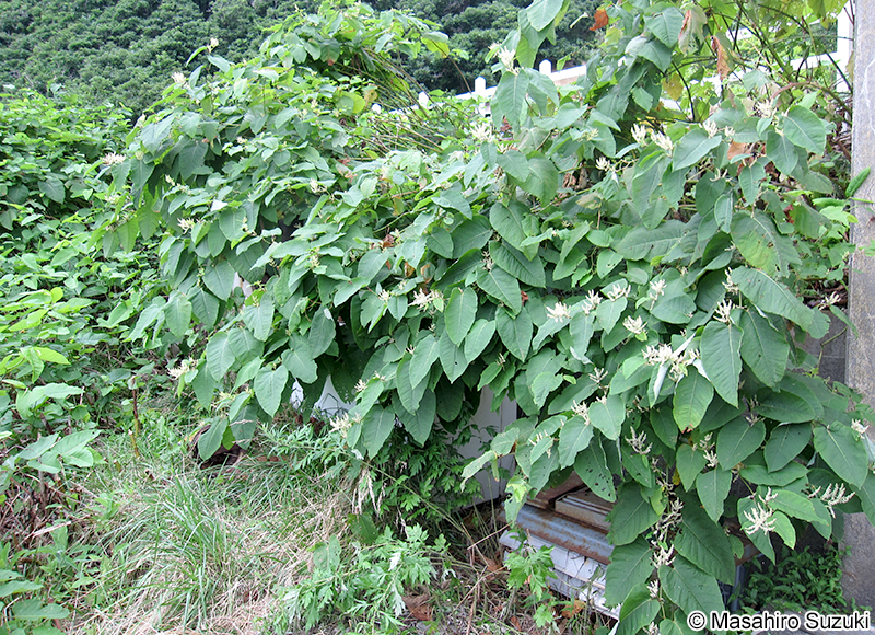 オオイタドリ Fallopia sachalinensis
