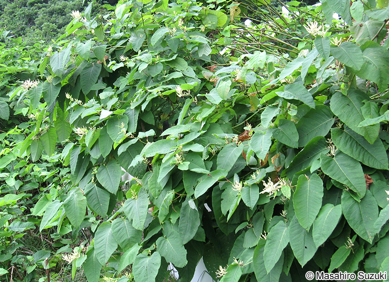 オオイタドリ Fallopia sachalinensis