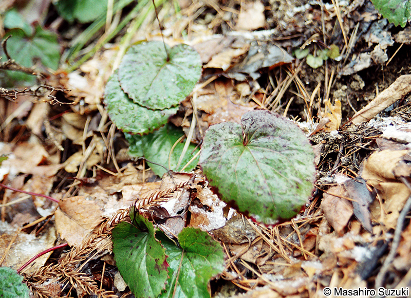 オオイワカガミ Schizocodon soldanelloides var. magunus