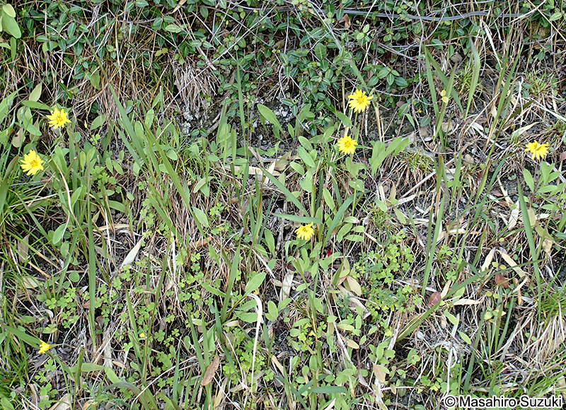 オオジシバリ Ixeris japonica