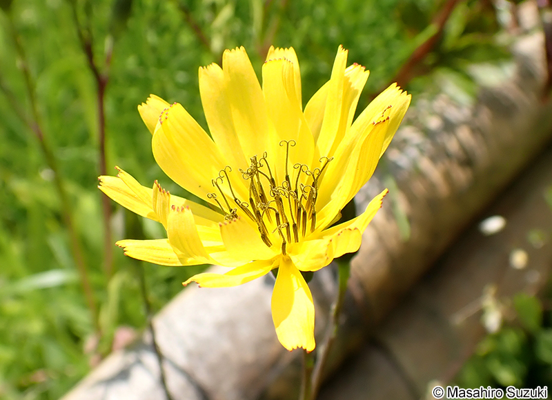 オオジシバリ Ixeris japonica
