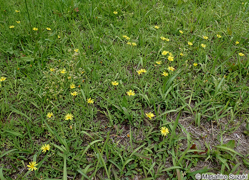 オオジシバリ Ixeris japonica