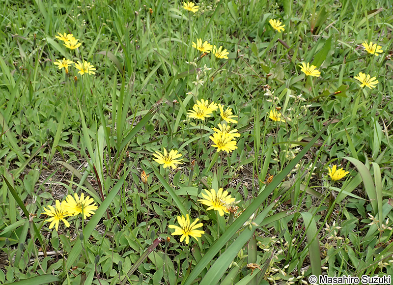 オオジシバリ Ixeris japonica