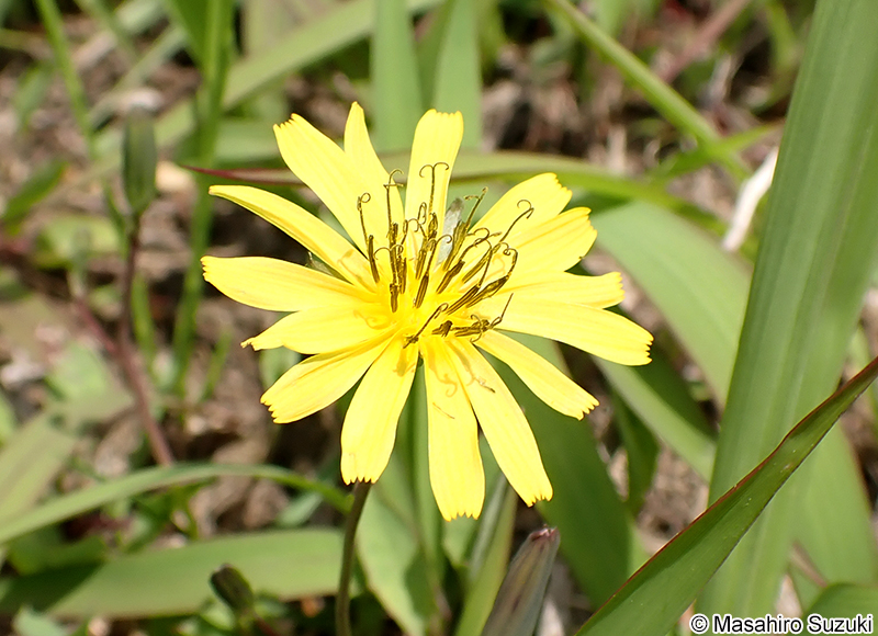 オオジシバリ Ixeris japonica