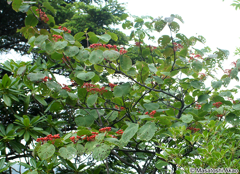 オオカメノキ（ムシカリ） Viburnum furcatum