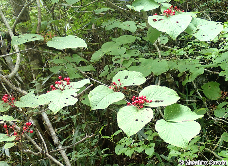 オオカメノキ（ムシカリ） Viburnum furcatum