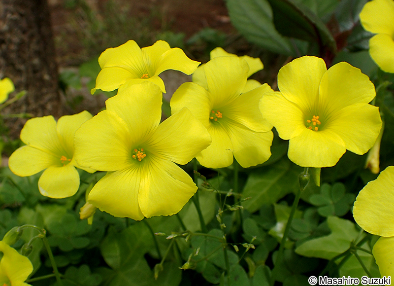 オオキバナカタバミ Oxalis pes-caprae