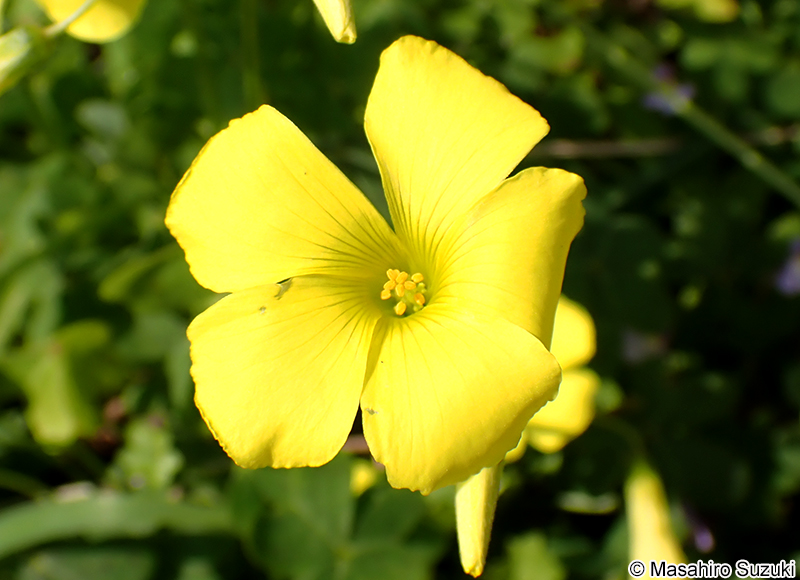 オオキバナカタバミ Oxalis pes-caprae