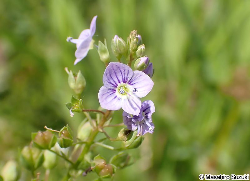オオカワヂシャ Veronica anagallis-aquatica